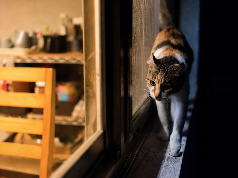 Tabby and white cat walking along a dark window ledge beside a warmly lit kitchen