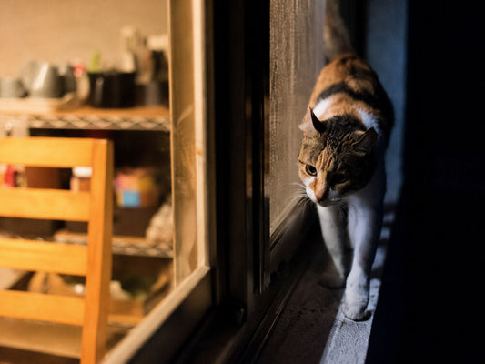 Tabby and white cat walking along a dark window ledge beside a warmly lit kitchen