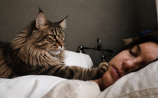 Maine Coon cat sleeping beside its owner in bed