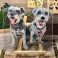 Bespoke Hand-Painted Glass Pet Portrait | Commissioned Art Piece