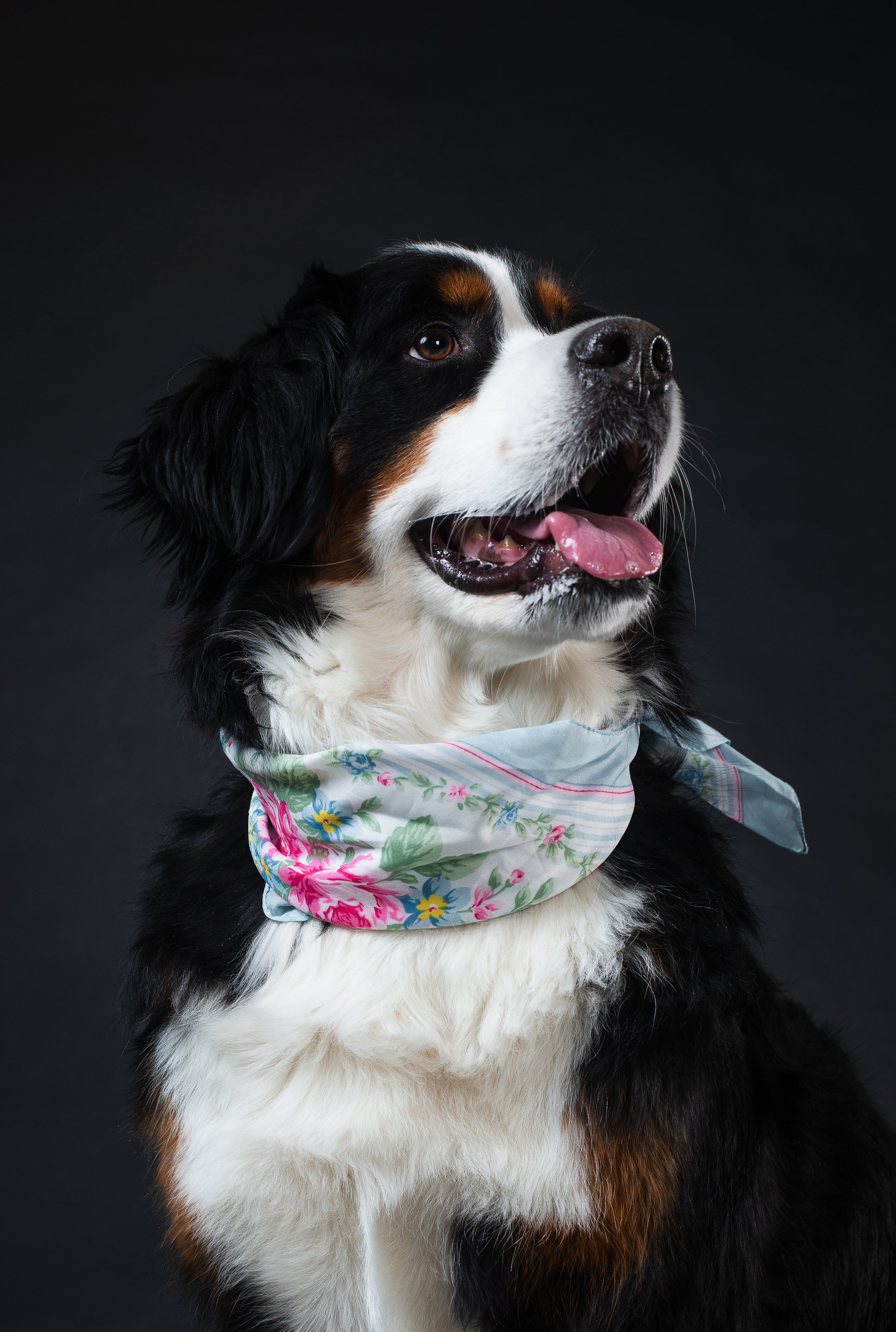 Bernese Mountain Dog wearing a light blue floral bandana and looking upward against a dark studio background.