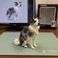 Custom blue merle Border Collie figurine in a seated pose, displayed beside its digital 3D design and collectible packaging.