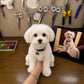 Handmade replica of a small white dog named Coco displayed beside its reference photo on a tablet in an artisan workshop.
