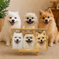 Custom glass portrait of three Pomeranian dogs displayed in a gold frame on a wooden easel beside the pets.