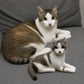 Custom Full-Body Needle-Felted Pet Replica